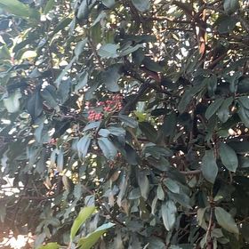 Photo of the plant species Taiwanese Photinia by @SecureMorombe74 named Luna on Greg, the plant care app