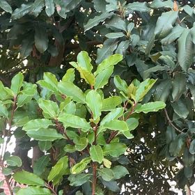 Photo of the plant species Taiwanese Photinia by @SecureMorombe74 named Remington on Greg, the plant care app