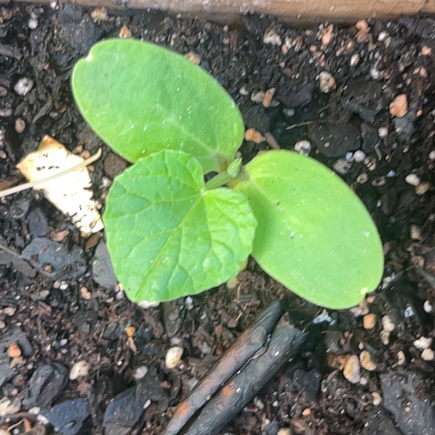 Photo of the plant species Cantaloupe by @CentralPawpaw34 named Cantalope on Greg, the plant care app