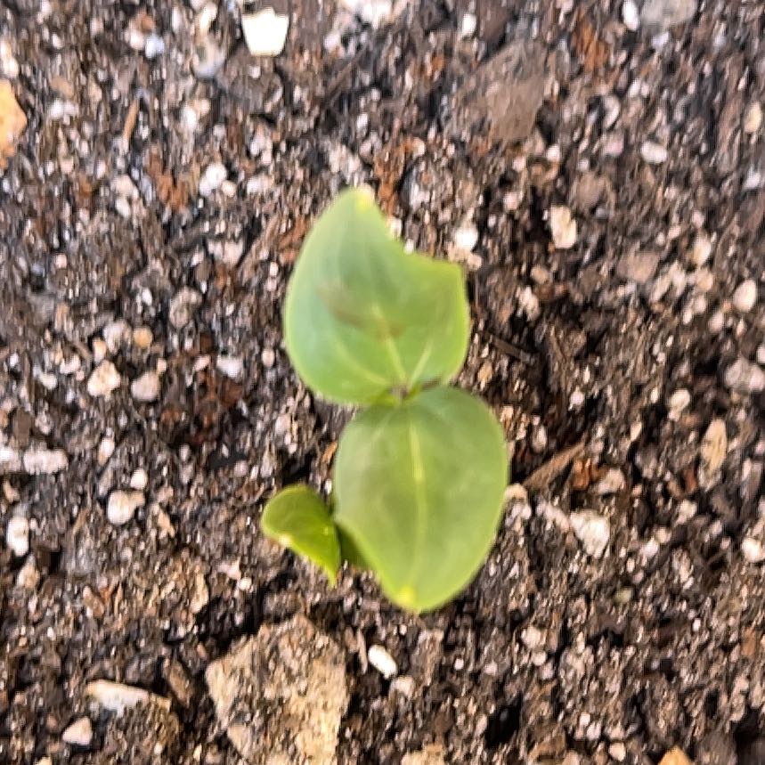 Photo of the plant species Black Diamond Watermelon by @CentralPawpaw34 named Water Mellon on Greg, the plant care app