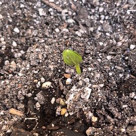 Photo of the plant species Sugar Baby Watermelon by @CentralPawpaw34 named Watermelon on Greg, the plant care app