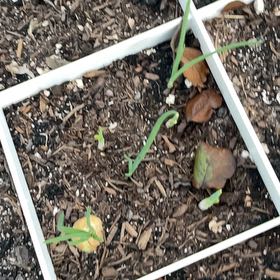 Photo of the plant species Yellow Onion by @CentralPawpaw34 named Yellow Onion on Greg, the plant care app