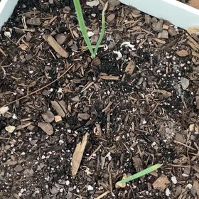 Photo of the plant species Red Onion by @CentralPawpaw34 named Red Onion on Greg, the plant care app