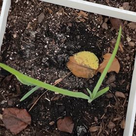 Photo of the plant species White Onion by @CentralPawpaw34 named White Onion on Greg, the plant care app