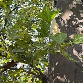 Photo of the plant species Oriental Plane Tree by @ClassyCowpea25 named Maya on Greg, the plant care app