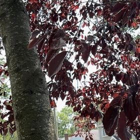 Photo of the plant species Lipsticktree by @ClassyCowpea25 named Einstein on Greg, the plant care app