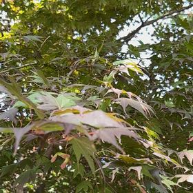 Photo of the plant species Acer Palmatum by @ClassyCowpea25 named Spike Leaves on Greg, the plant care app