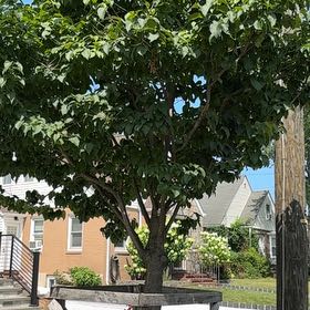 Photo of the plant species Japanese Tree Lilac by @ClassyCowpea25 named Harry on Greg, the plant care app