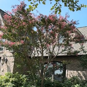 Photo of the plant species Lagerstroemia Indica by @ClassyCowpea25 named Emerson on Greg, the plant care app