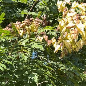 Photo of the plant species China Tree by @ClassyCowpea25 named Zeus on Greg, the plant care app