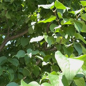 Photo of the plant species Lilac by @ClassyCowpea25 named Fernie Mac on Greg, the plant care app