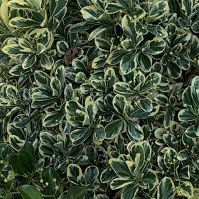 Photo of the plant species Japanese Spindle by @ClassyCowpea25 named Fernie Saunders on Greg, the plant care app