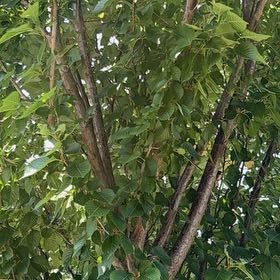 Photo of the plant species Bodhi Tree by @ClassyCowpea25 named Harper on Greg, the plant care app