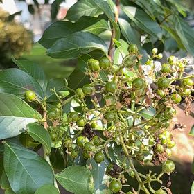 Photo of the plant species Crape Myrtle by @ClassyCowpea25 named Miley on Greg, the plant care app