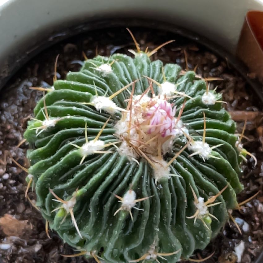 Photo of the plant species Tepenexcomitl by @YesBaytree71 named Eva on Greg, the plant care app