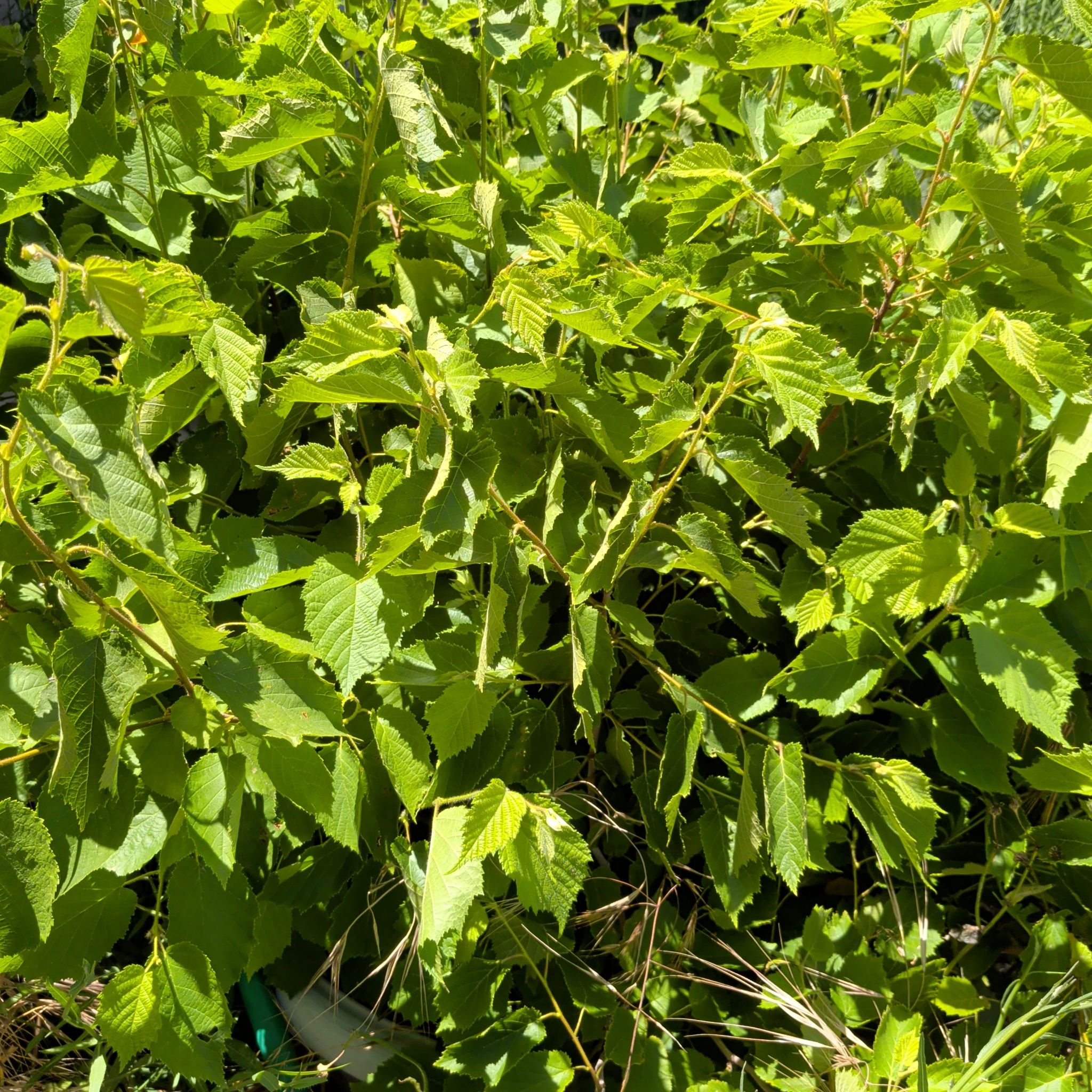 Planty