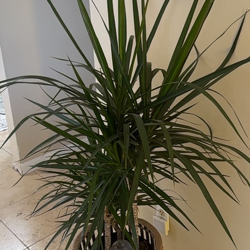 Photo of the plant species Dracaena marginata 'Spike' by @StarWorm62 named Spikey on Greg, the plant care app