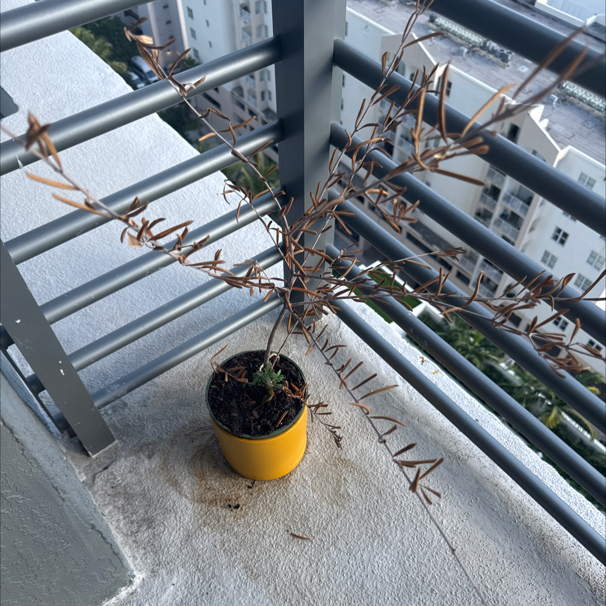 SD Olive Tree