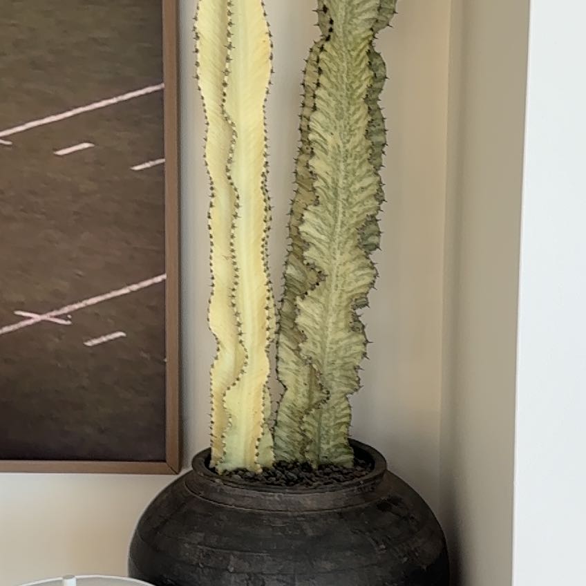 Photo of the plant species Variegated African Candelabra by @FinestAlula61 named Harper on Greg, the plant care app