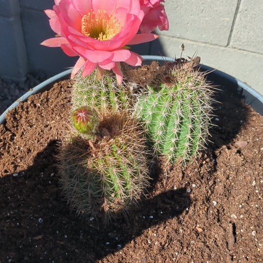 Photo of the plant species Torch Cactus by @FastBlusher30 named Emotional Support Cactus #1 on Greg, the plant care app