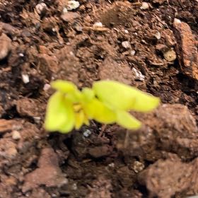 Photo of the plant species Peanut by @LoganAndMitchy named Harmony on Greg, the plant care app