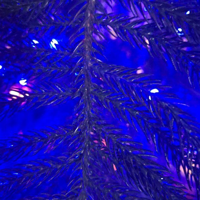 Photo of the plant species Eastern Spruce by @AdonicRubberfig named Marilyn on Greg, the plant care app