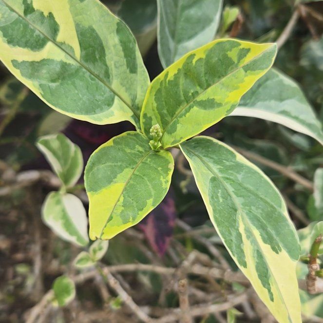 Photo of the plant species Garden Privet by @AdonicRubberfig named Austen on Greg, the plant care app