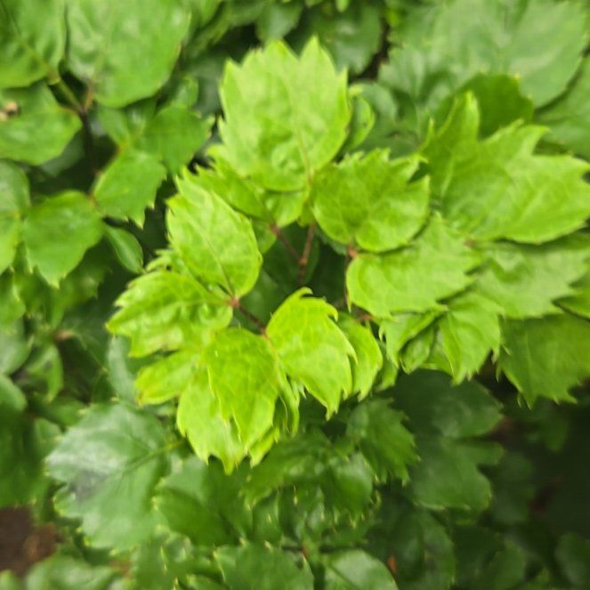 Photo of the plant species Japanese Creeper by @AdonicRubberfig named Tupot amaroot on Greg, the plant care app