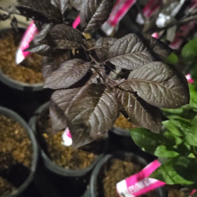Photo of the plant species Cherry Plum by @AdonicRubberfig named Hamilton on Greg, the plant care app