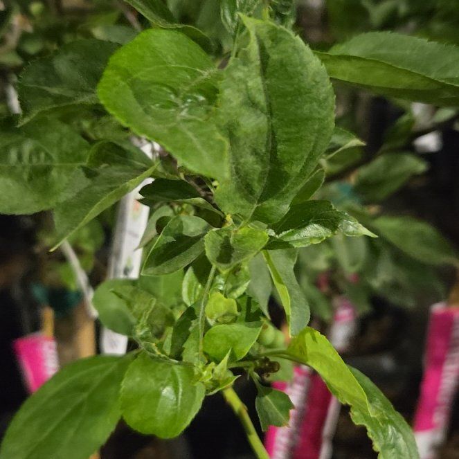 Photo of the plant species Crab Apple by @AdonicRubberfig named Figyonce on Greg, the plant care app