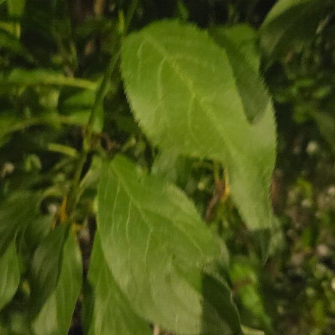 Photo of the plant species Common Plum by @AdonicRubberfig named Robert Plant on Greg, the plant care app