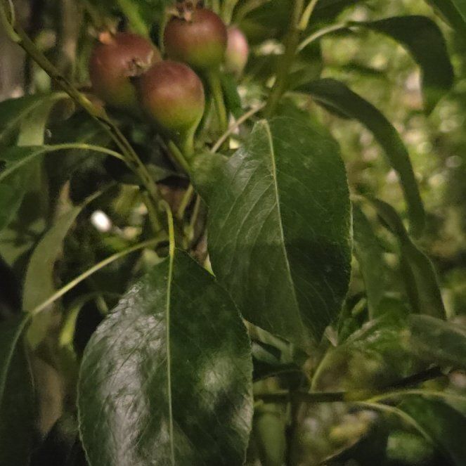 Photo of the plant species Common Pear by @AdonicRubberfig named Terra on Greg, the plant care app