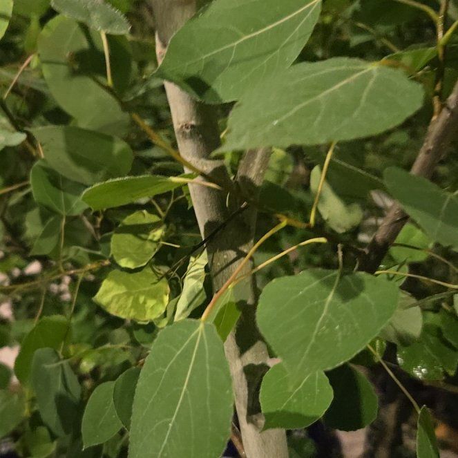 Photo of the plant species Quaking Aspen by @AdonicRubberfig named Leaf Erickson on Greg, the plant care app