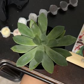 Photo of the plant species Pachyveria 'Blue Quartz' by @DayDream_1987 named Celine on Greg, the plant care app