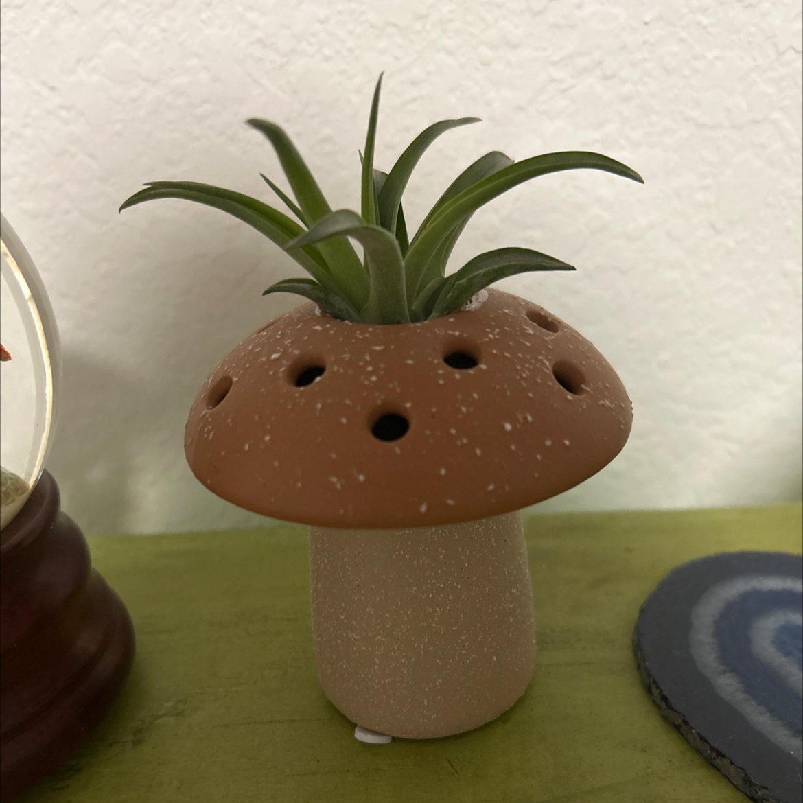 Photo of the plant species Tillandsia Espinosae by @DayDream_1987 named Shiloh on Greg, the plant care app
