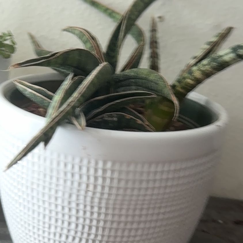 Photo of the plant species Sansevieria 'Starfish' by @Sarahsmile named Really a Fischeri singularus on Greg, the plant care app