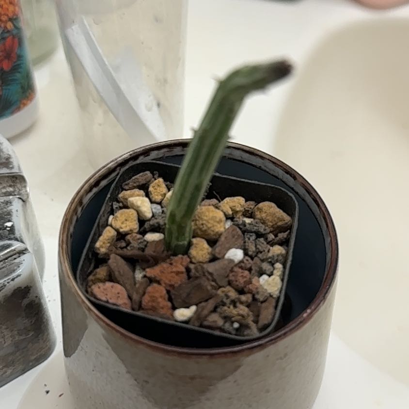 Photo of the plant species Pickle Plant by @Sarahsmile named Harry on Greg, the plant care app