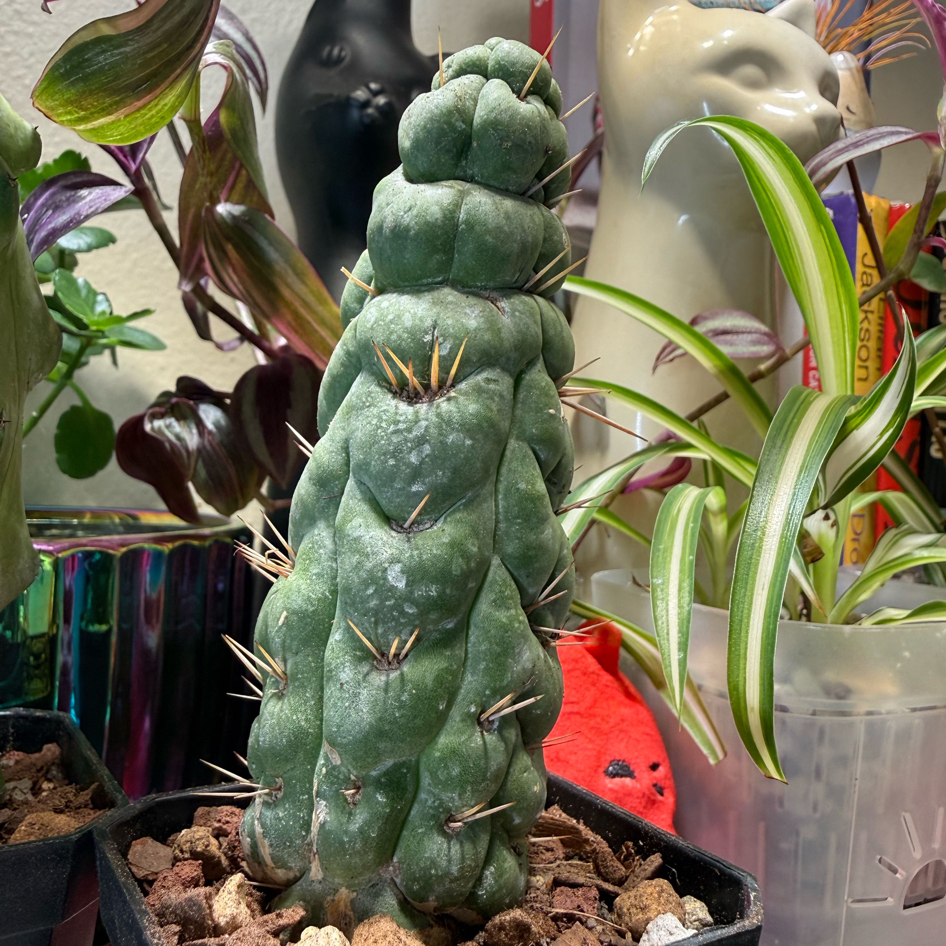 Photo of the plant species Twisted Eulychnia by @Sarahsmile named Trixxie on Greg, the plant care app
