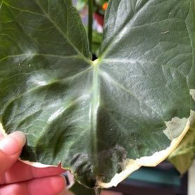 Photo of the plant species Mickey Mouse Taro by @Sarahsmile named Mick on Greg, the plant care app