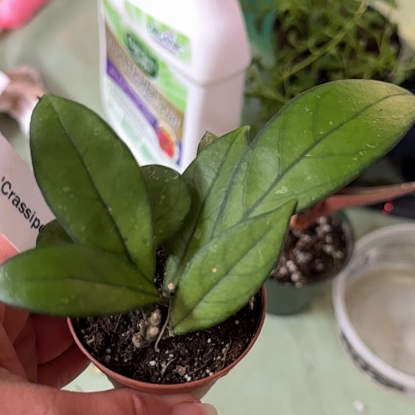 Photo of the plant species Hoya crassipetiolata by @Sarahsmile named Spike Leaves on Greg, the plant care app