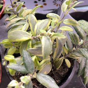 Photo of the plant species Variegated Lipstick Vine by @Sarahsmile named Bicolor on Greg, the plant care app