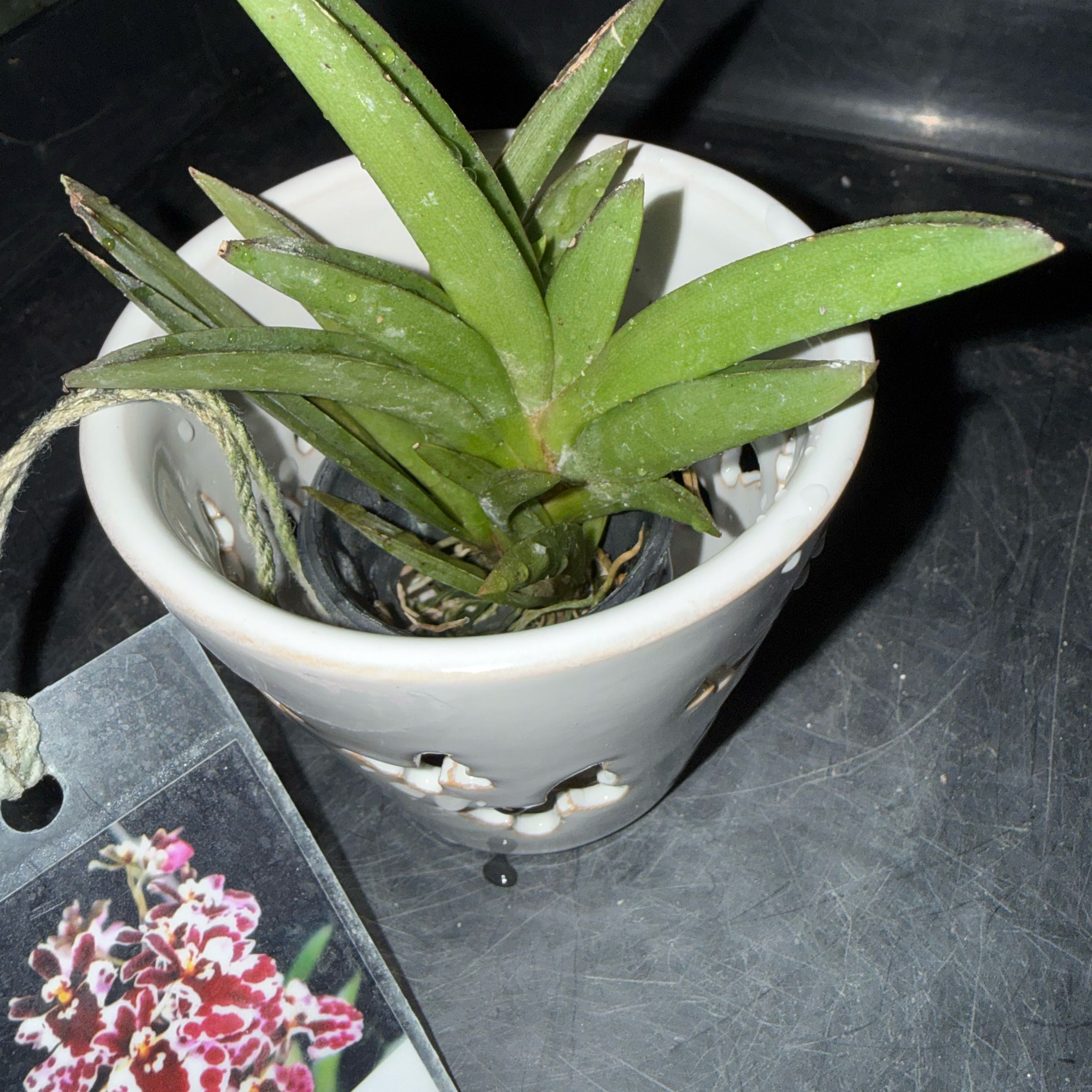 Photo of the plant species Sweet Pink by @Sarahsmile named Kokomo on Greg, the plant care app