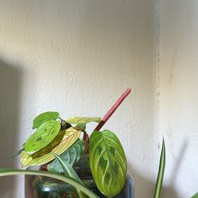 Photo of the plant species Prayer Plant by @Sarahsmile named Rosa on Greg, the plant care app