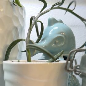 Photo of the plant species String of Fish Hooks by @Sarahsmile named Zion on Greg, the plant care app