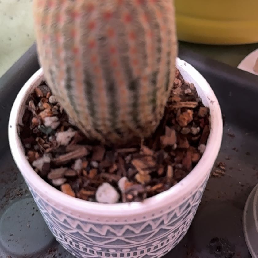 Photo of the plant species Rainbow Hedgehog Cactus 'Rubispinus' by @Sarahsmile named Zeus on Greg, the plant care app