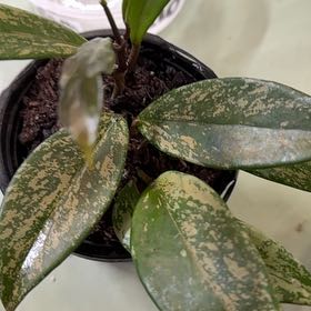 Photo of the plant species Speckle Hoya Publcalyx by @Sarahsmile named Khaleesi on Greg, the plant care app
