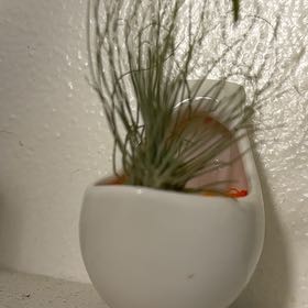 Photo of the plant species Tillandsia argentea Air Plant by @Sarahsmile named Harmony on Greg, the plant care app