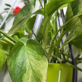 Photo of the plant species Neon Queen Pothos by @Sarahsmile named Sigmund on Greg, the plant care app