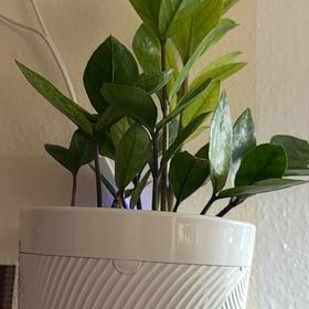 Photo of the plant species Zz plant by @Sarahsmile named Plato on Greg, the plant care app