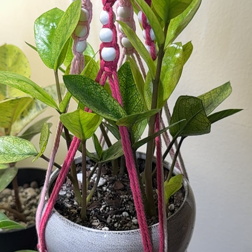 Photo of the plant species Zz plant by @Sarahsmile named Elle on Greg, the plant care app